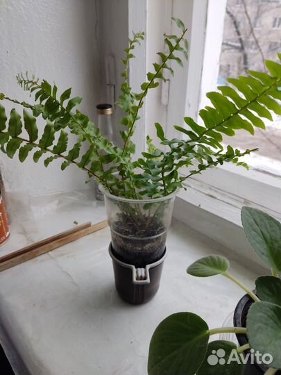 Папоротник, фиалка, сансеверия