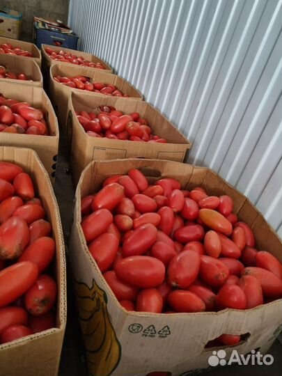 Помидоры