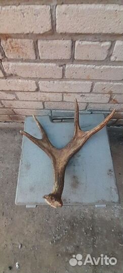 Рог оленя весь 1кг400грам