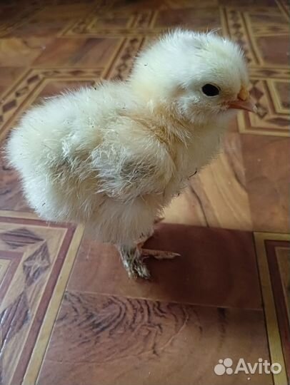 Цыплята брама