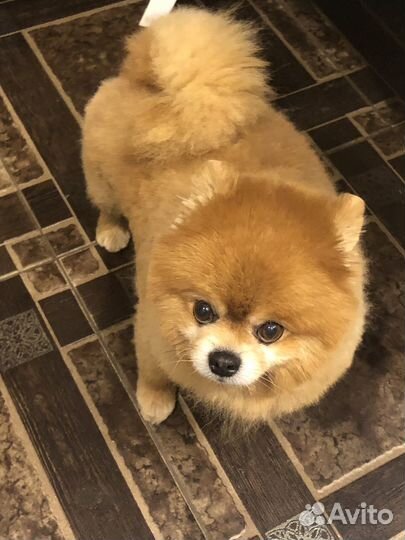 Передержка для собак