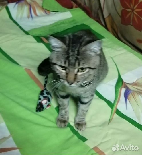 Кошка в дар