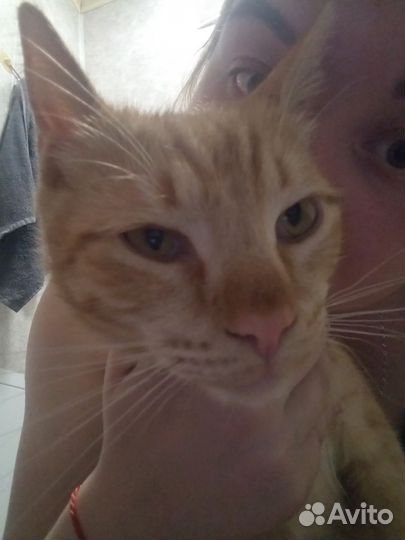 Потерялся наш кот