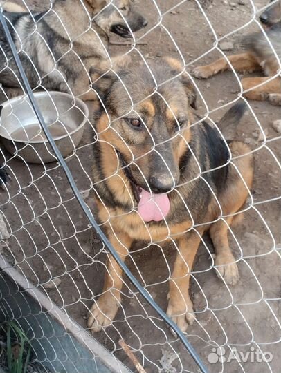 Отдам бесплатно