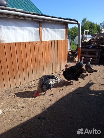 Куры несушки продам