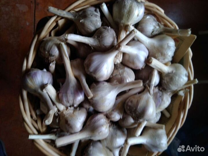 Чеснок сортовой, крупный