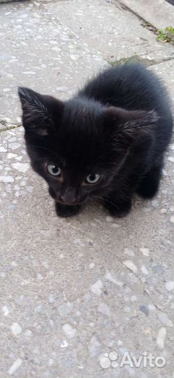 Котëнок в добрые руки