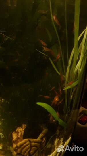 Аквариумные рыбки и прочее