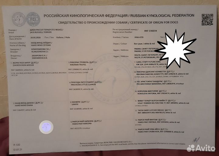 Вязка Джек Рассел Терьер