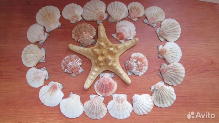 Ракушки