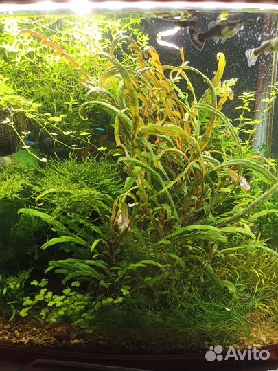 Аквариумные растения прополка