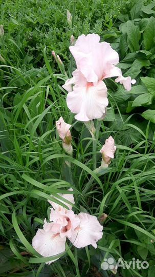 Ирисы сортовые