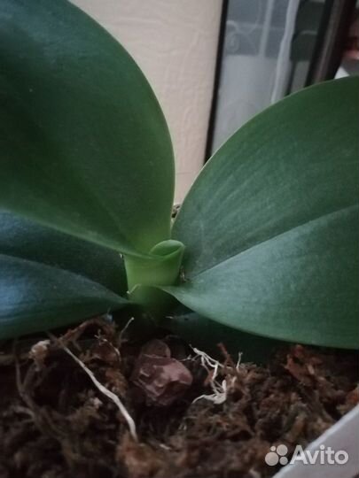 Орхидея фаленопсис Phal. Sogo Relex '1661'