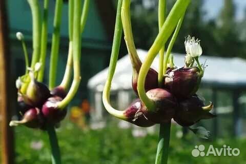 Многоярусный лук