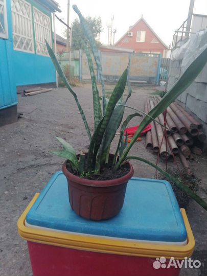 Комнатные цветы