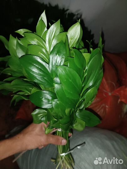 Рускус оптом