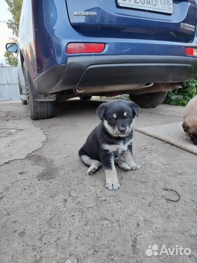 Щенки в добрые руки