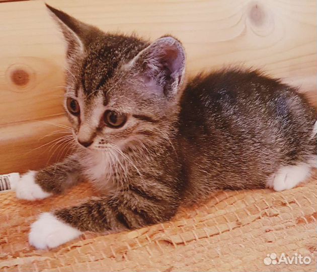 Котёнок