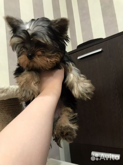 Щенок йоркширский терьер