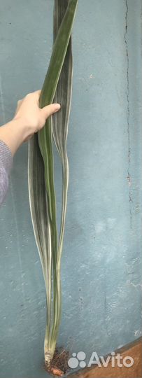 Сансивиерия Манолин