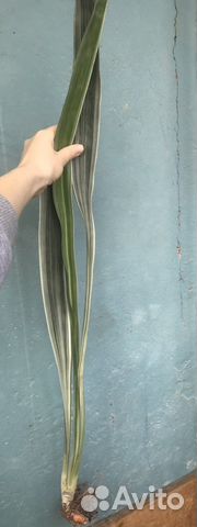 Сансивиерия Манолин