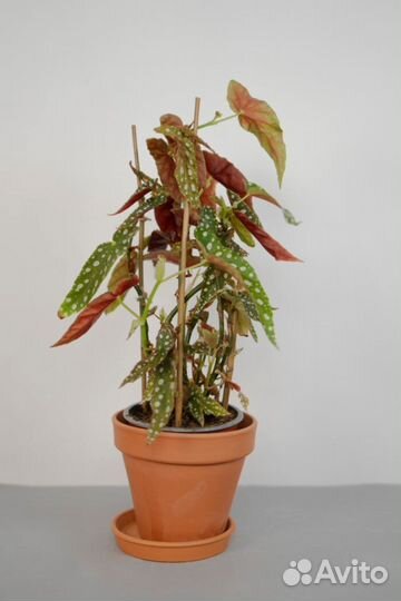 Бегония макулата