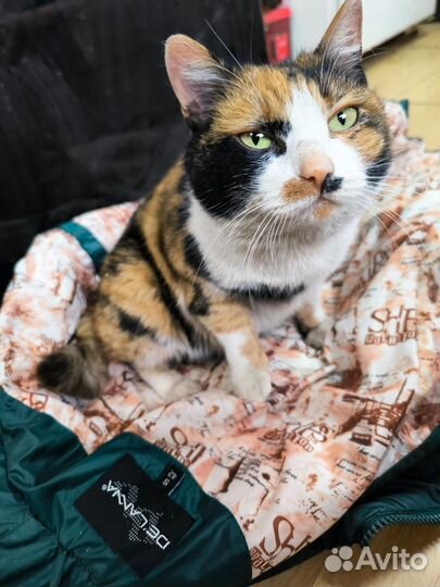 Кошка Булка