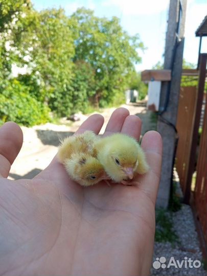 Инкубационные яйца перепелов (Техасский)