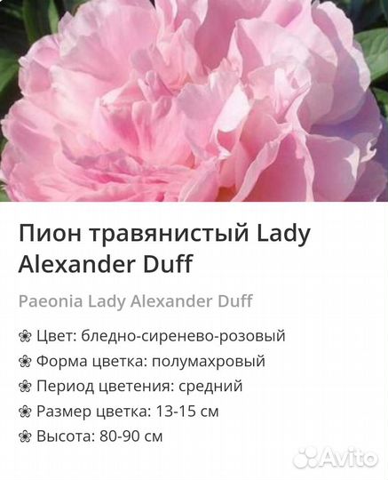 Пионы сортовые