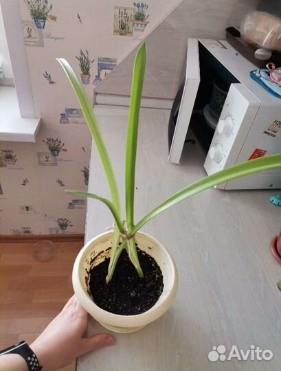 Гиппеаструм