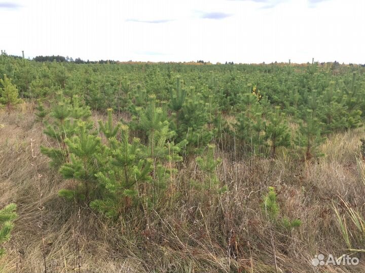 Елка новогодняя Уралочка