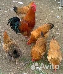 Инкубационное яйцо