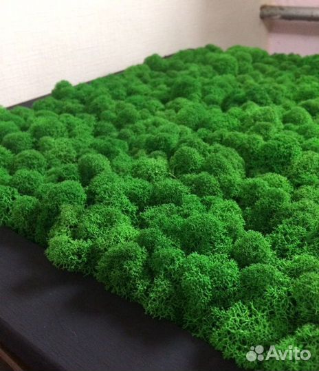 Вертикальное озеленение