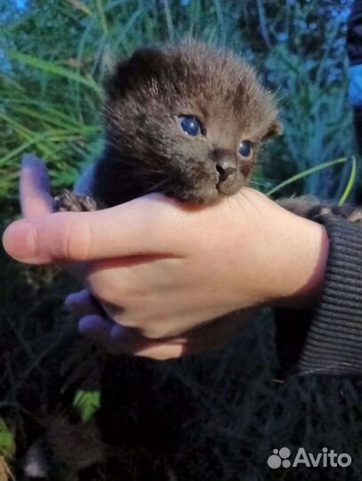 Котята от кошки крысолова