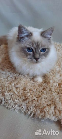 Кошечка редкой породы