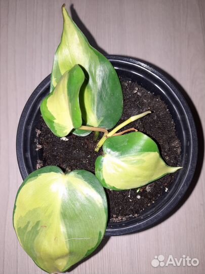 Филодендрон