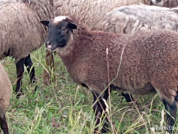 Стадо баранов