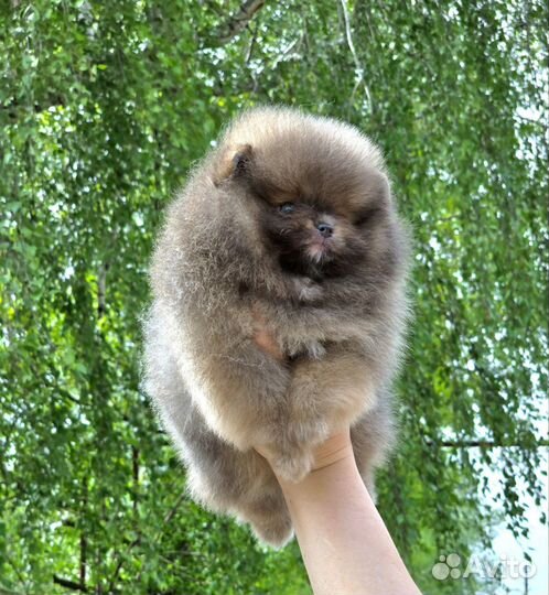 Щенок мини мишка