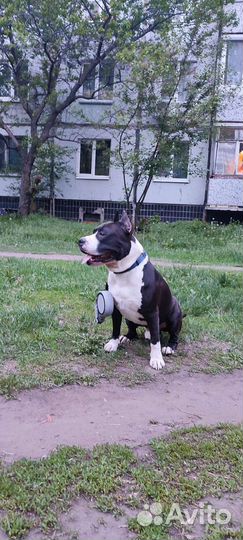 Выгул, присмотр, передержка(собаки, кошки,грызуны)