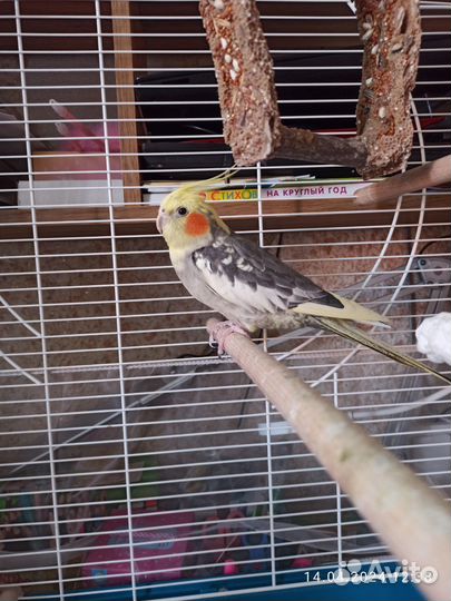 Попугай корелла мальчик