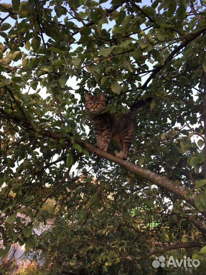 Кошки в добрые руки