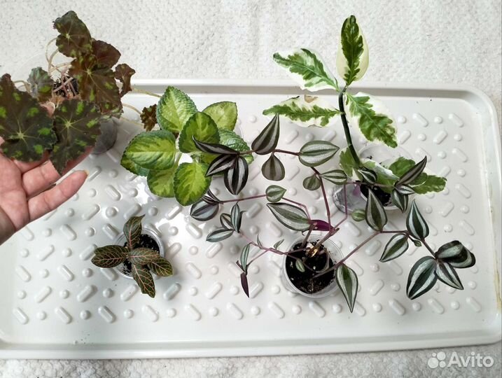 Растения по 150