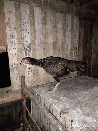 Бойцовые куры