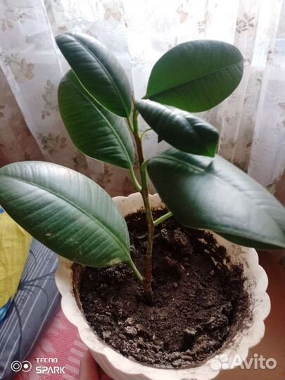 Домашние цветы