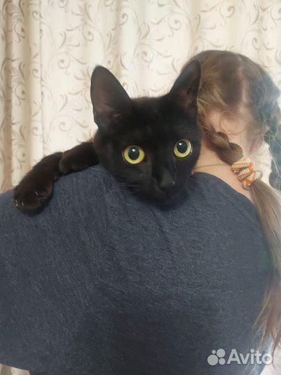 Ласковая кошечка