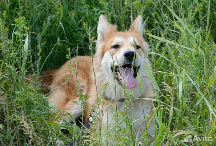 Собака в добрые руки