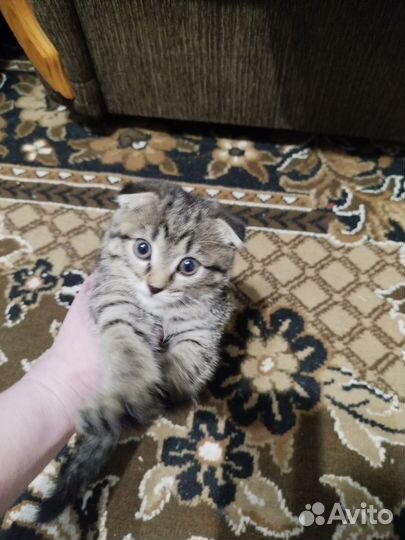 Кошки в добрые руки бесплатно