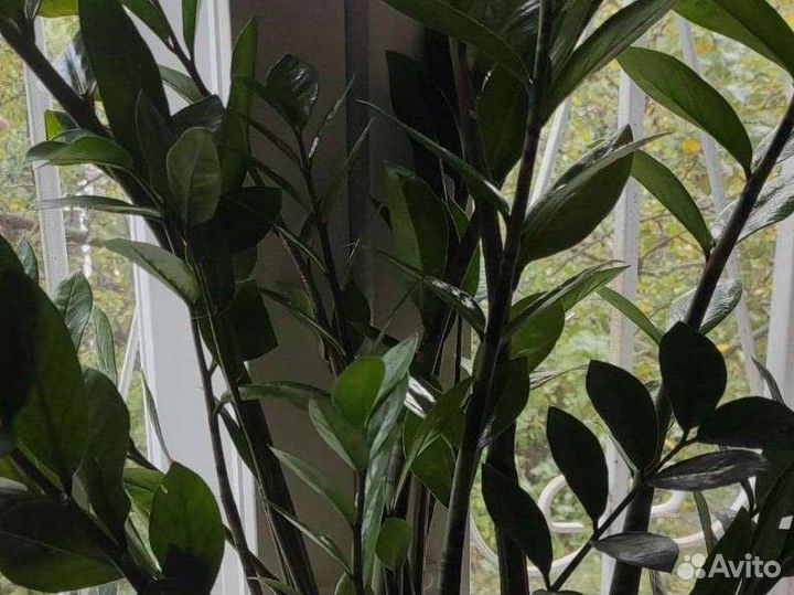 Замиокулькас