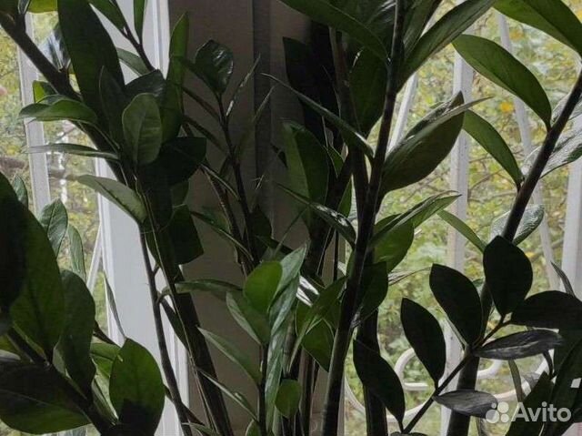 Замиокулькас