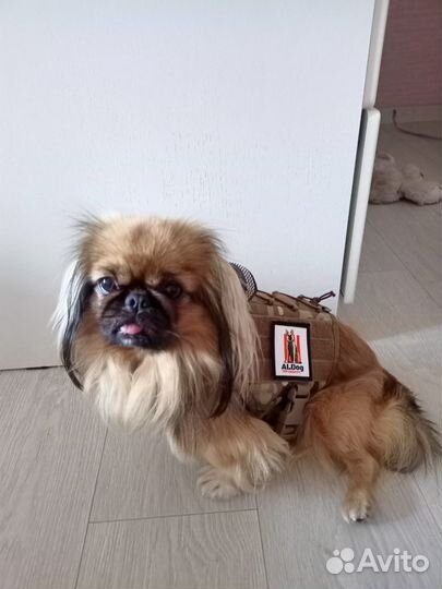 Тактическая шлейка в цвете мультикам